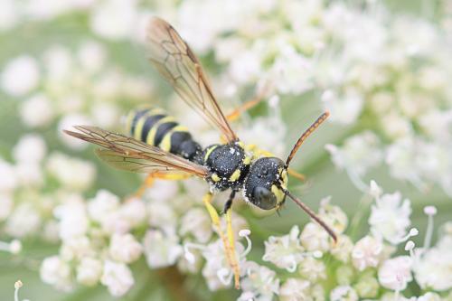 Cerceris sp.
